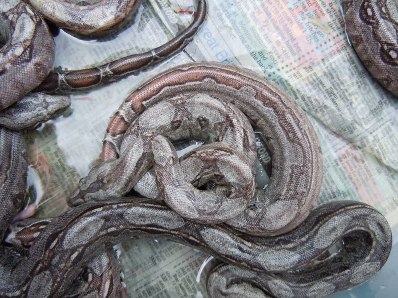 Leopard litter Reptile Forums